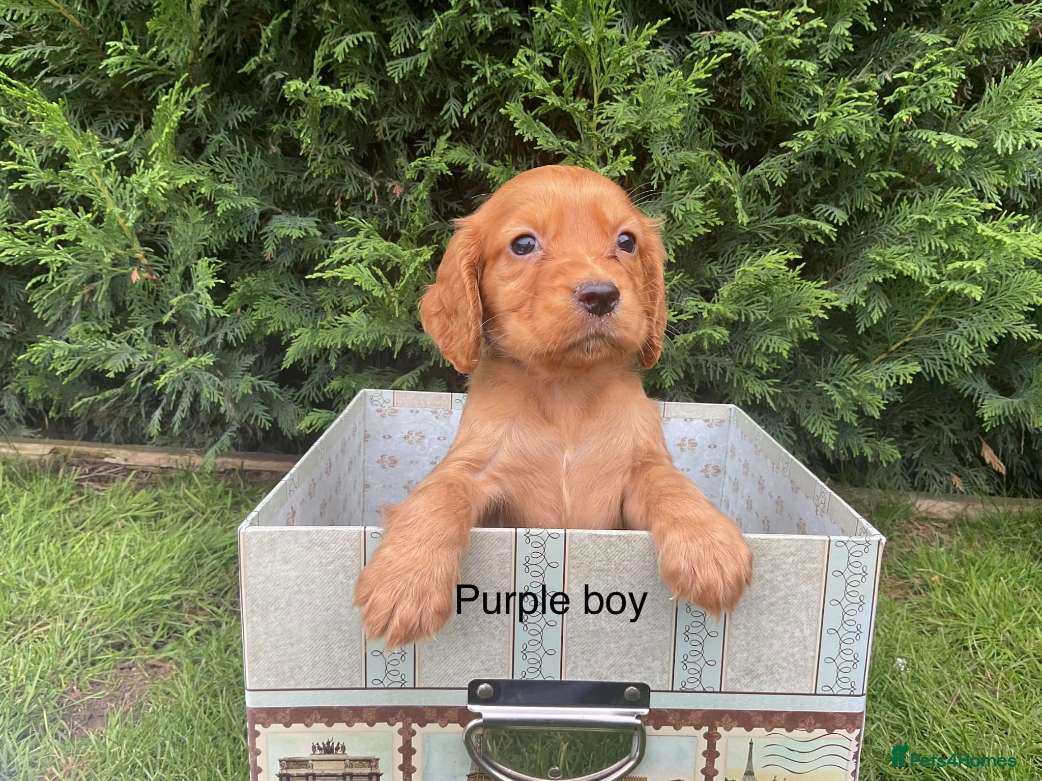 Cocker Spaniel dogs Kc reg hereditary clear working cocker spaniels - Advert 1