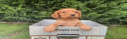 Cocker Spaniel dogs for sale: Kc reg hereditary clear working cocker spaniels in Ingatestone - Advert 3