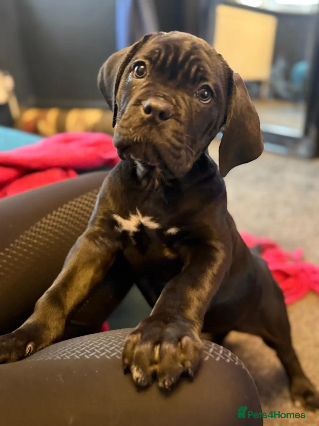 Cane Corso dogs for sale: EXCEPTIONAL PEDIGREE!! ONE BLUE GIRL AVAILABLE!! - Advert 15