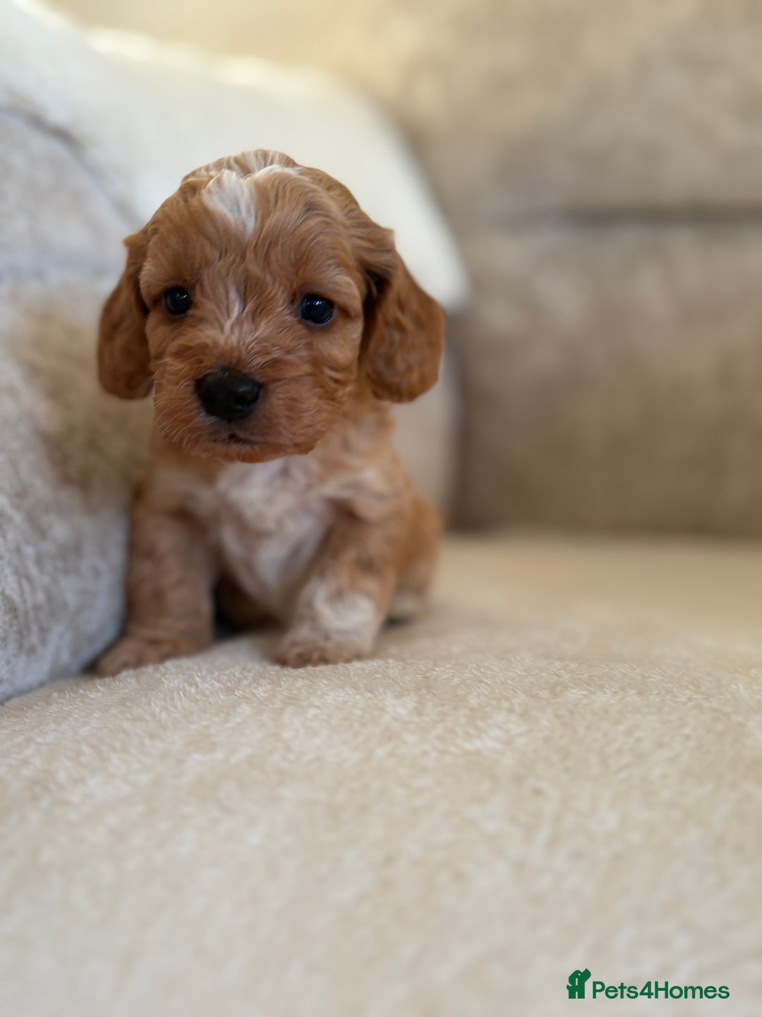 Cockapoo dogs for sale: F1 Cockapoo puppies - Advert 20