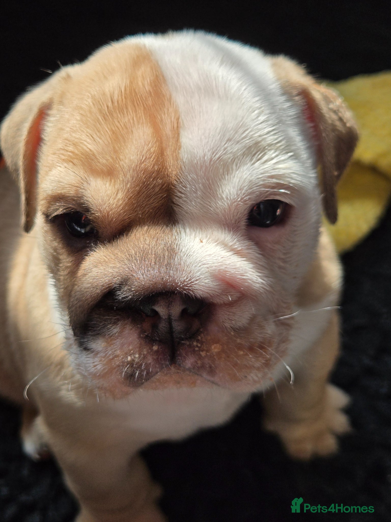 English Bulldog dogs English bulldogs  - Advert 2