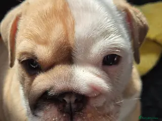 English Bulldog dogs English bulldogs - Advert 16