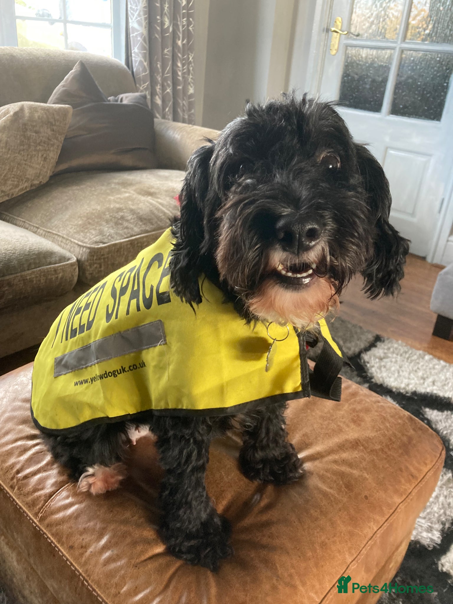 Mixed Breed dogs for sale: Alex 8 year old Cockapoo  - Advert 2