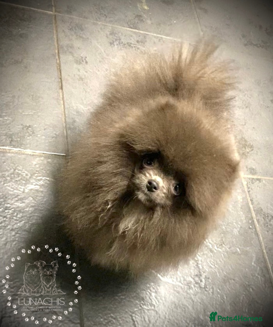 Pomeranian dogs for sale: Stunning Pomeranian puppies - Advert 1