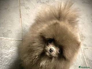 Pomeranian dogs Stunning Pomeranian puppies - Advert 4