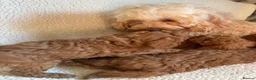 Cockapoo dogs for sale: F1b cockapoo puppies - DNA health test clear  - Advert 30