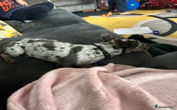 Mixed Breed dogs for sale: Frenchie x Jack Chi 8 month old puppy - Image 3