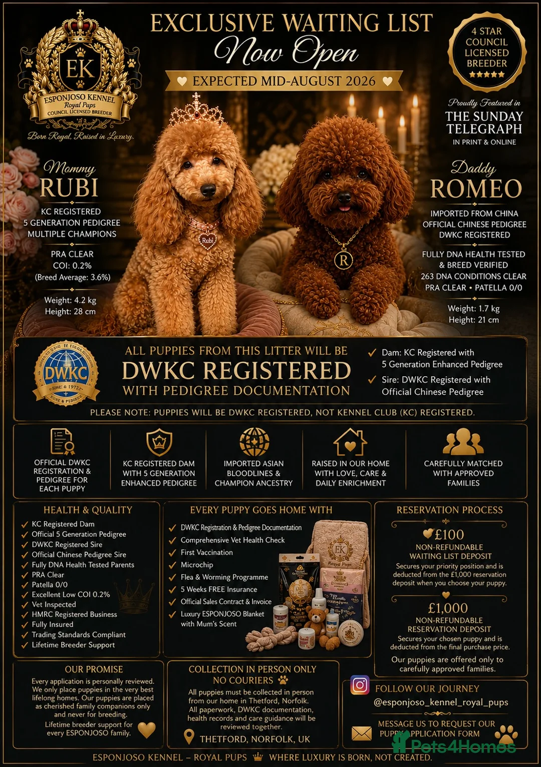 Toy Poodle dogs for stud: 👑 One-in-a-Million red Asian Toy Poodle Stud 👑 - Advert 2