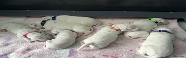 Dalmatian Puppy 1