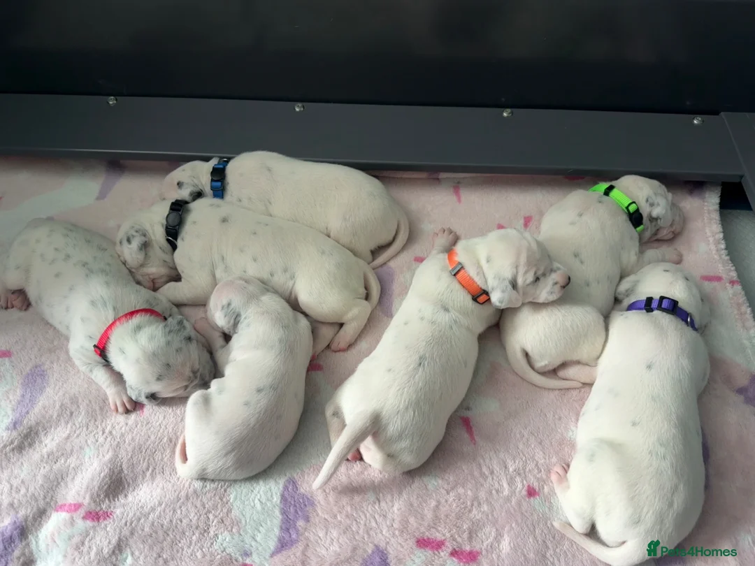 Dalmatian dogs for sale: Quality KC puppies in Beaminster - Advert 9