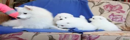 Japanese Spitz dogs for sale: Adorable Japanese Spitz male puppie - Advert 13