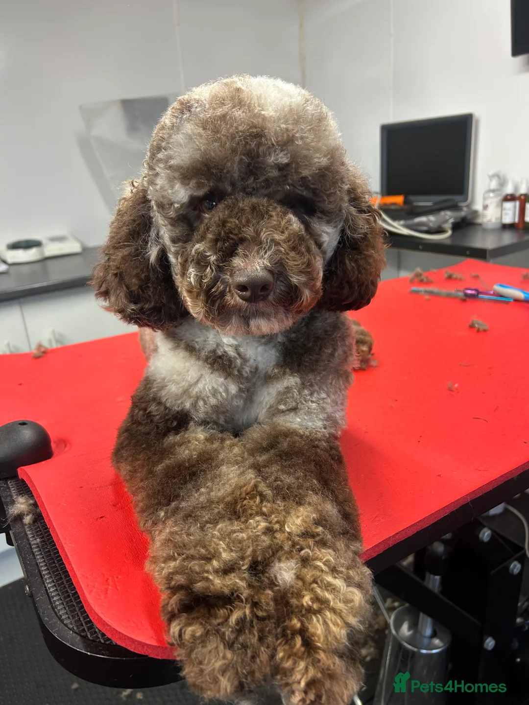 Miniature Poodle dogs for stud: Miniture Chocolate Merle poodle in Telford - Advert 2