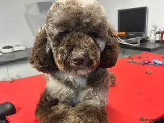 Miniature Poodle dogs Miniture Chocolate Merle poodle in Telford - Advert 15