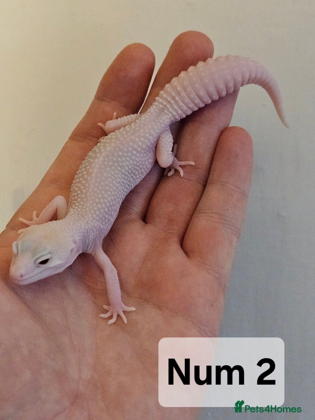 Leopard Gecko reptiles for sale: Blacknight macksnows and supersnows in tremper - Image 8