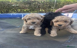 Cavapoo dogs for sale: Cavapoo girls and boys  - Image 6