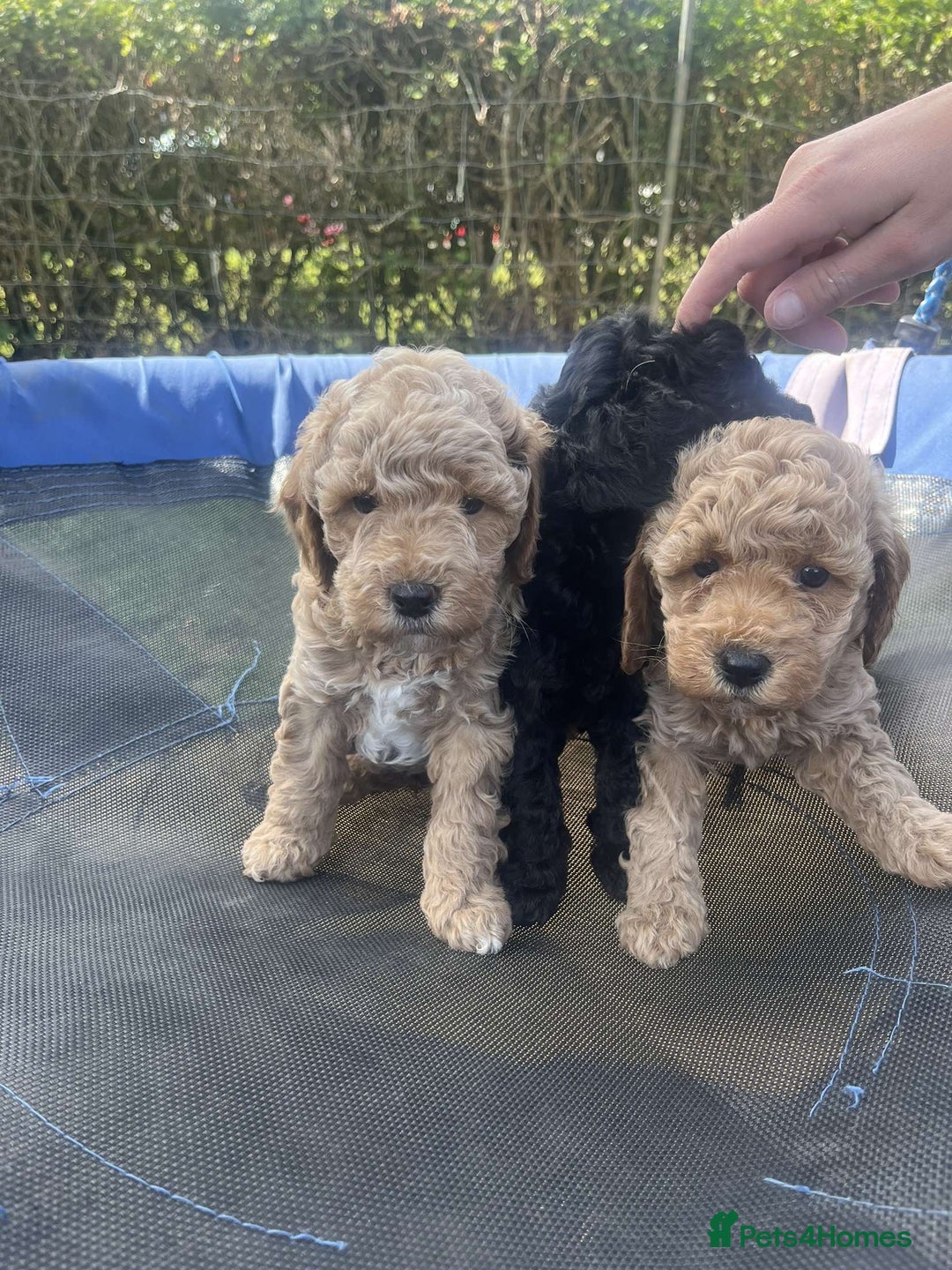 Cavapoo dogs for sale: Cavapoo girls and boys  - Image 6