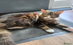 British Longhair cats for sale: This is buddy - Image 1