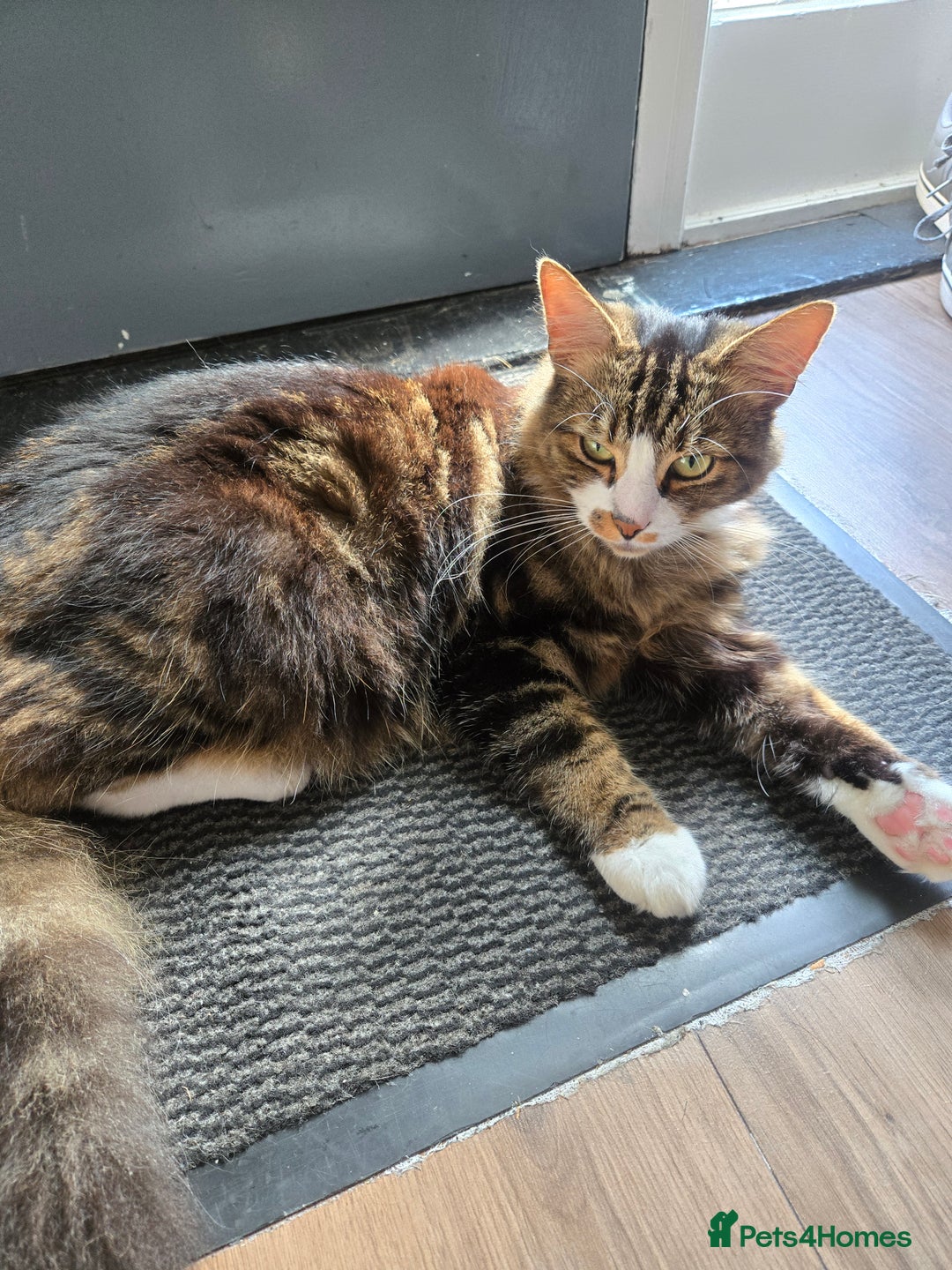 British Longhair cats for sale: This is buddy - Image 1