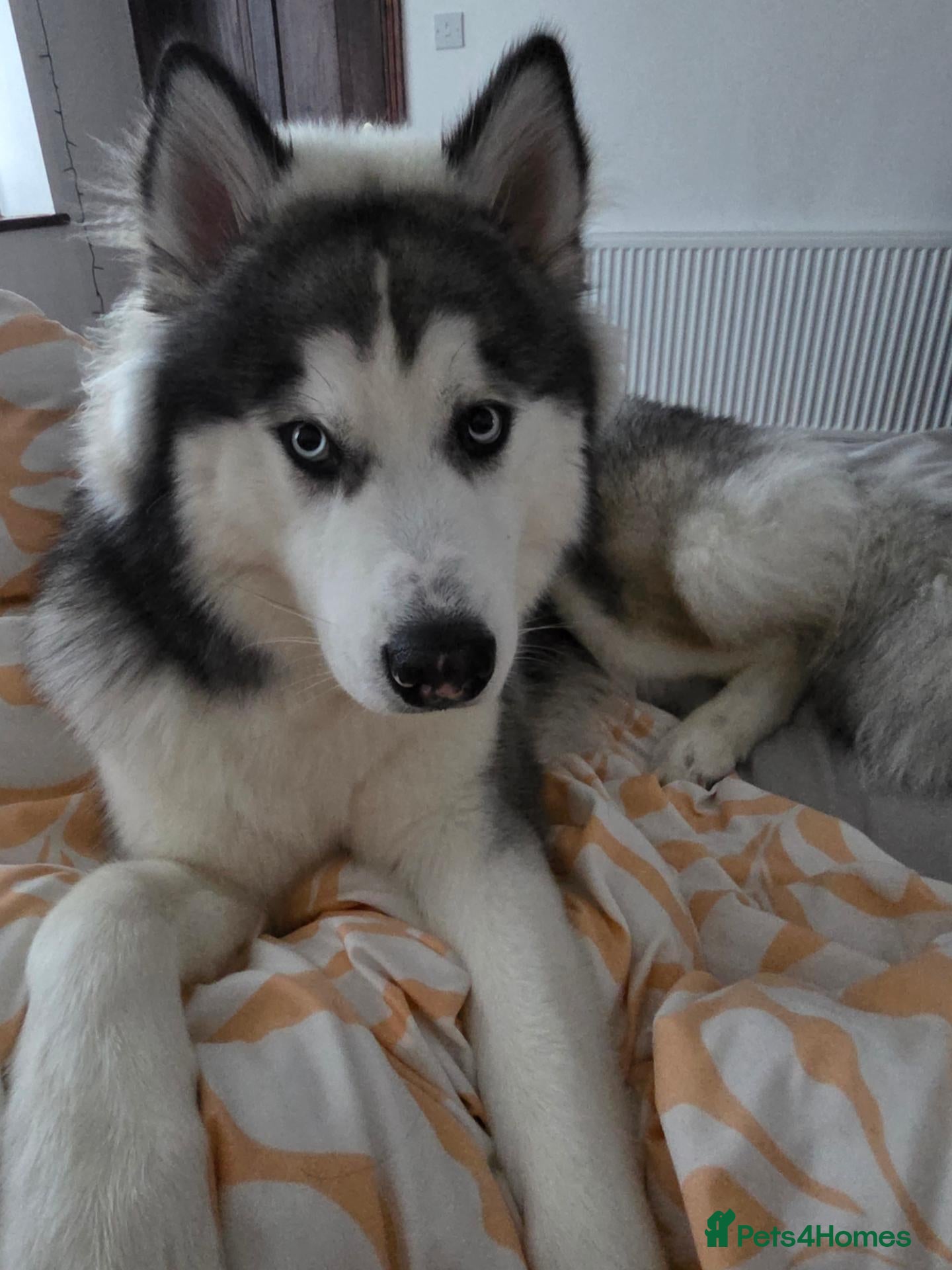 Alaskan Malamute dogs Alaskan malamute x husky  - Advert 2