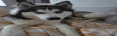 Hachiko