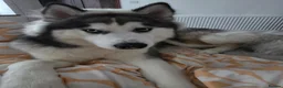 Alaskan Malamute dogs for sale: Alaskan malamute x husky  - Advert 1