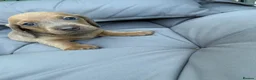 Miniature Dachshund dogs for sale: Beautiful Miniature Dachshund litter  - Advert 9
