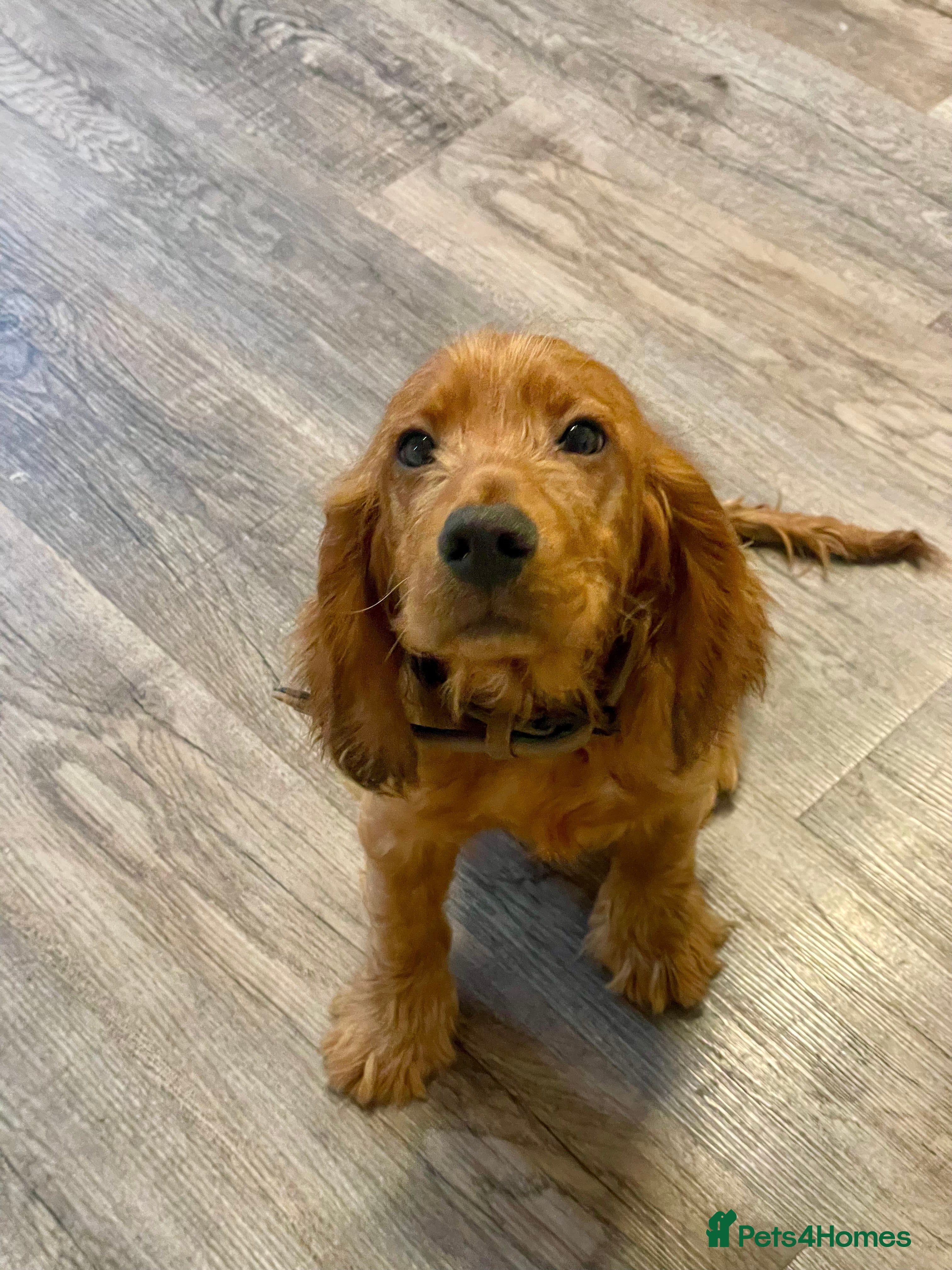 Cocker Spaniel dogs et Buster: Fully Trained Loving Red Cocker Spaniel - Advert 1