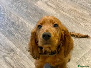 Cocker Spaniel dogs Buster: Fully Trained Loving Red Cocker Spaniel - Advert 6
