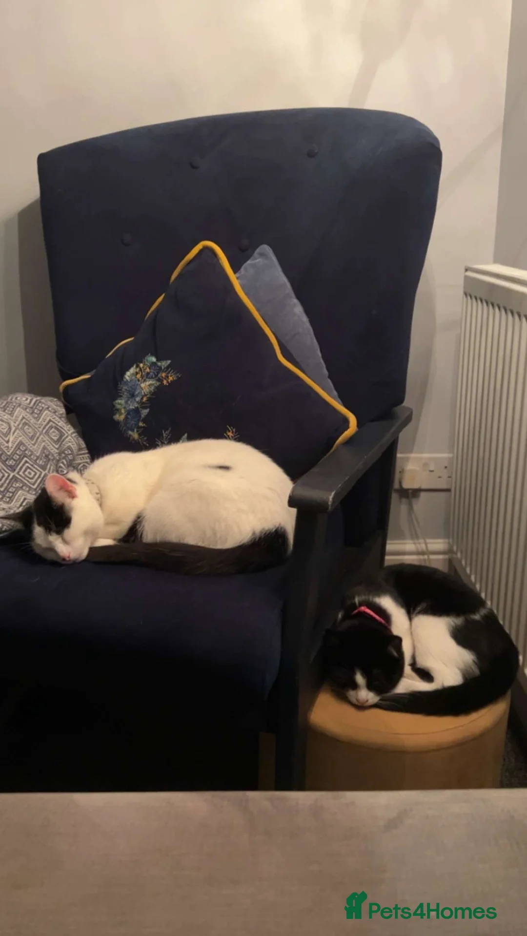 Mixed Breed cats for sale: FREE 4 year old cat and her 3 year old daughter - Advert 2