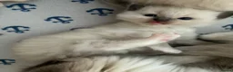 Ragdoll cats for sale: Beautiful male ragdoll kittens - Advert 14