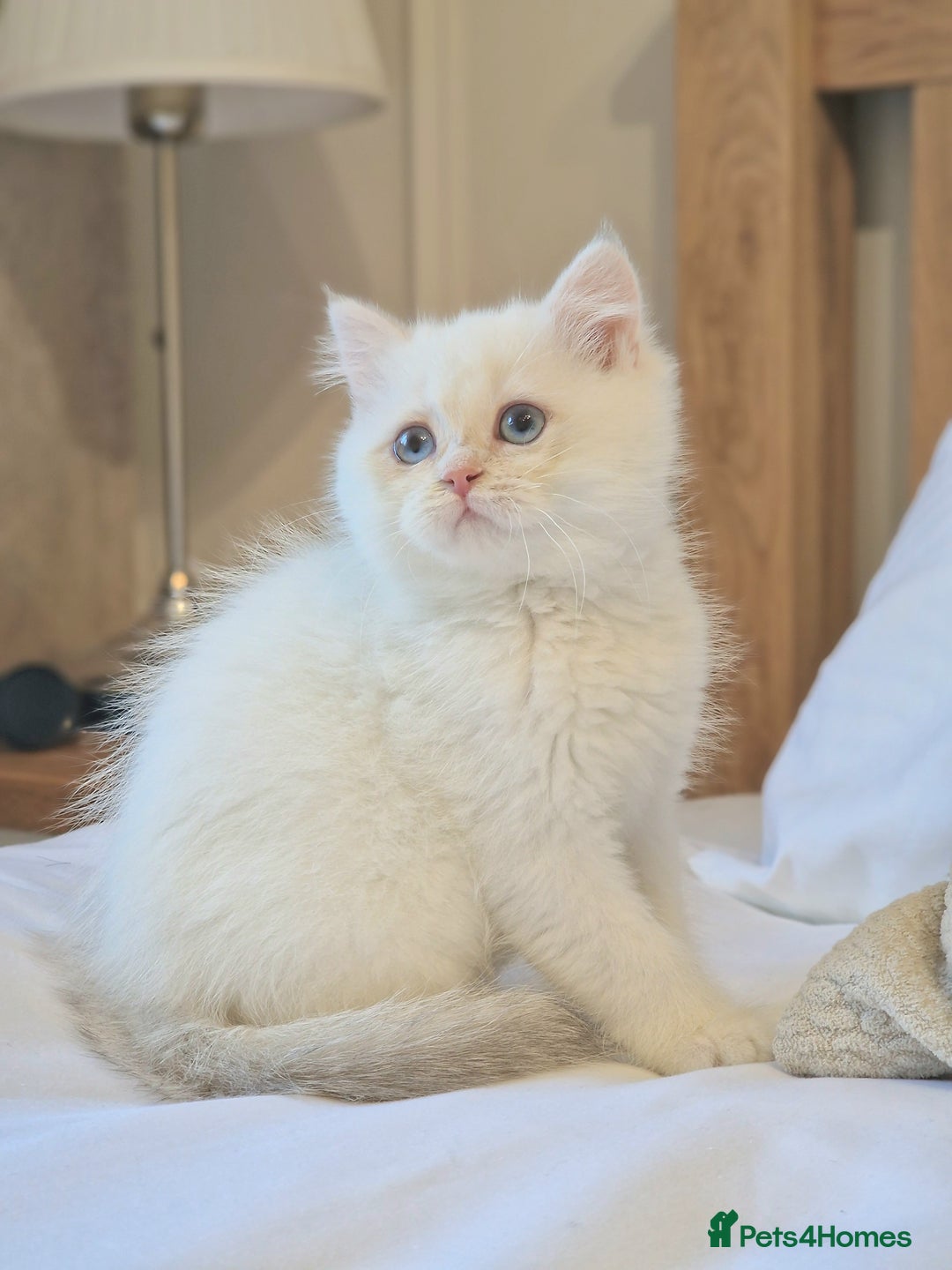 British Shorthair cats for sale: LAST KITTEN - Rare Golden Lilac Point BSH Girl - Advert 9