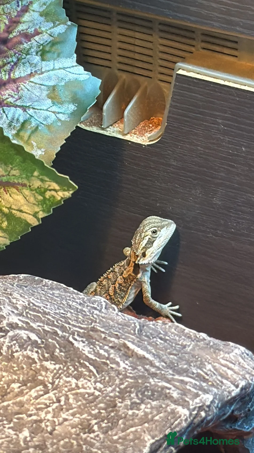 Bearded Dragon reptiles for sale: Bearded dragon babies in Birmingham - Advert 2
