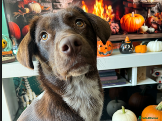 Mixed Breed dogs 3 Year Old Dog for Sale - Advert 1