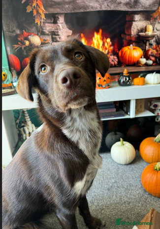 Mixed Breed dogs 3 Year Old Dog for Sale - Advert 9