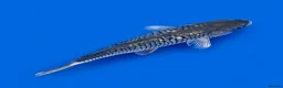 Koi Carp fish for sale: Japanese Koi - Top Quality - Advert 6