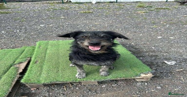 Mixed Breed dogs ROSIE  - Advert 3