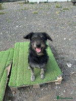 Mixed Breed dogs ROSIE - Advert 3