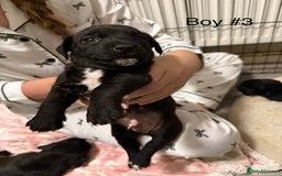 Mixed Breed dogs for sale: Puppies  - Advert 7