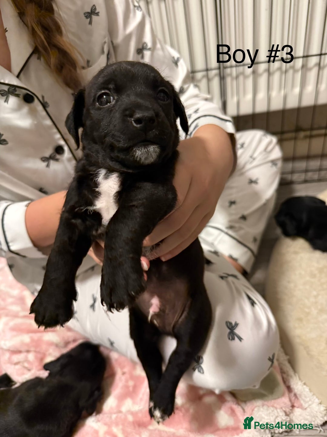 Mixed Breed dogs for sale: Puppies  - Advert 7