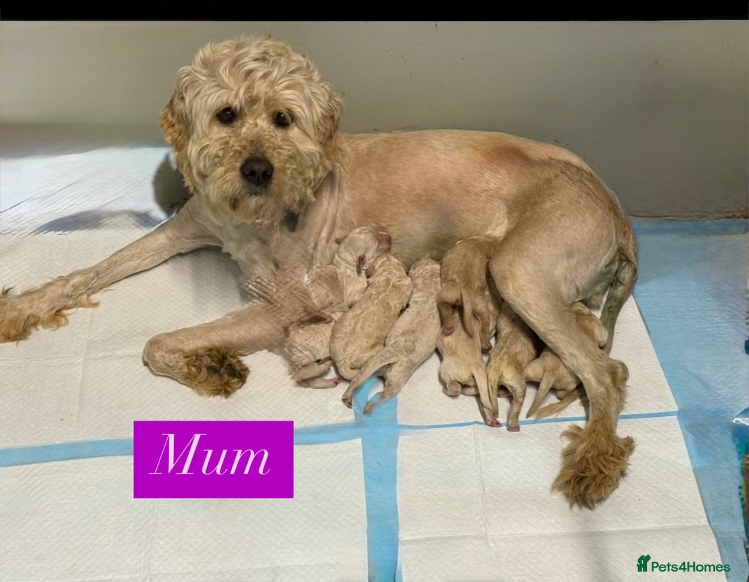 Goldendoodle dogs for sale: F1B GOLDENDOODLE PUPPIES 2 BOYS AVAILABLE  in Farnham - Image 14