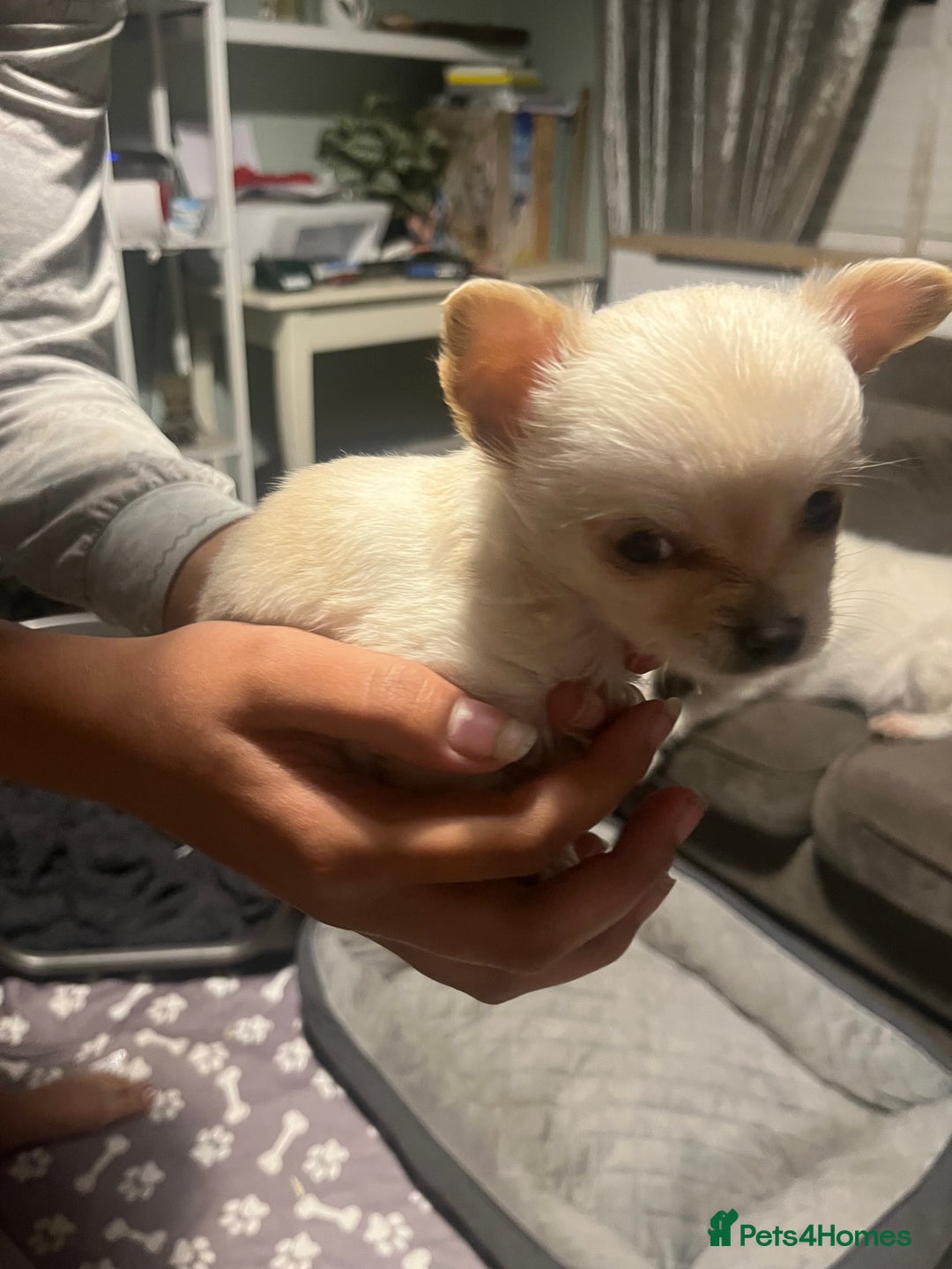 Chihuahua dogs for sale: Long hair chihuahuas  - Image 3