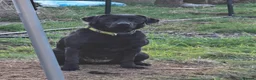 Labrador Retriever dogs for sale: Black Labrador  in Cupar - Advert 3