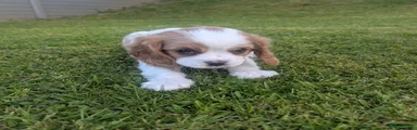 Cavalier King Charles Spaniel Puppy 1