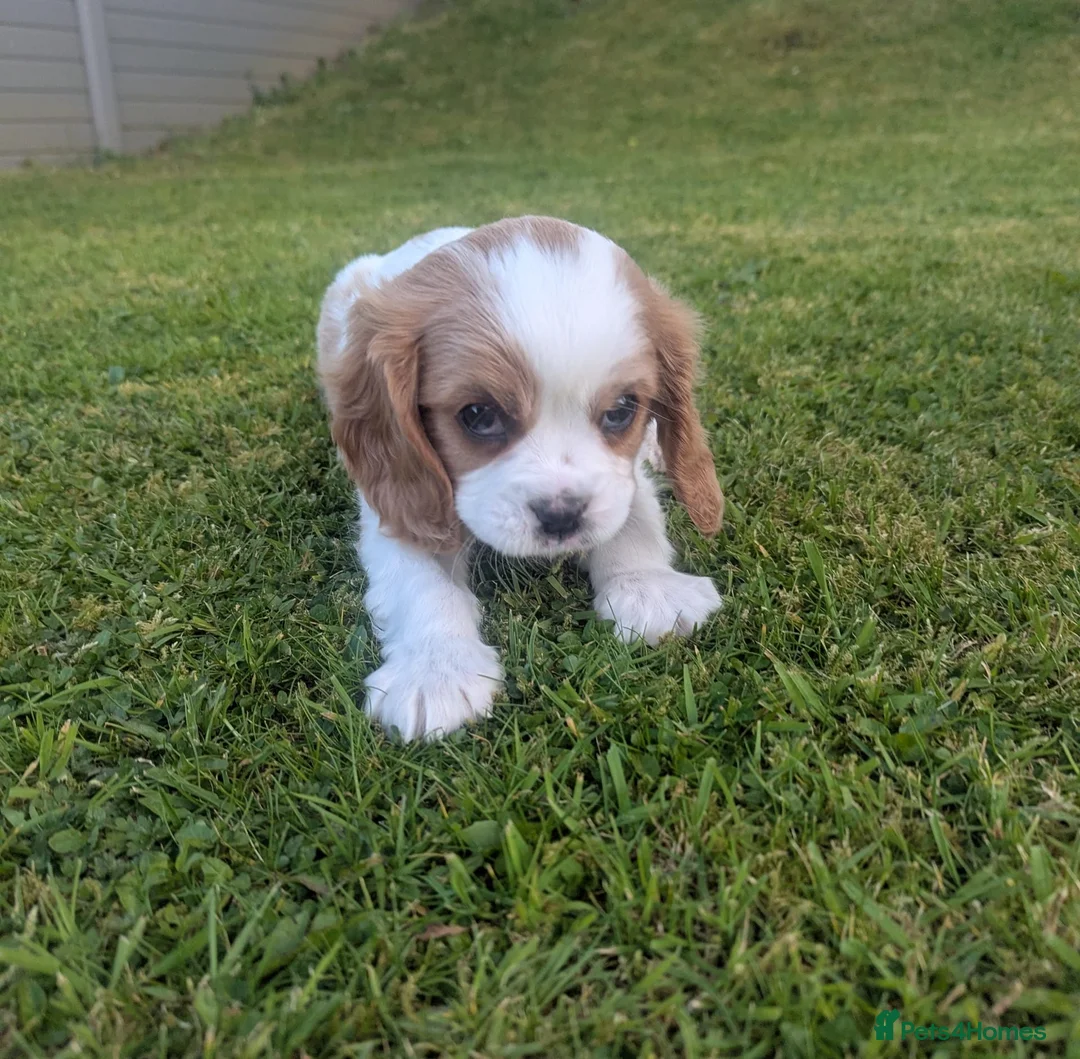 Cavalier King Charles Spaniel dogs for sale: Beautiful Pedigree cavalier King charles - Advert 13