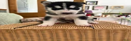 Siberian Husky dogs for sale: Adorable Siberian huskies  in Saint Helens - Advert 10