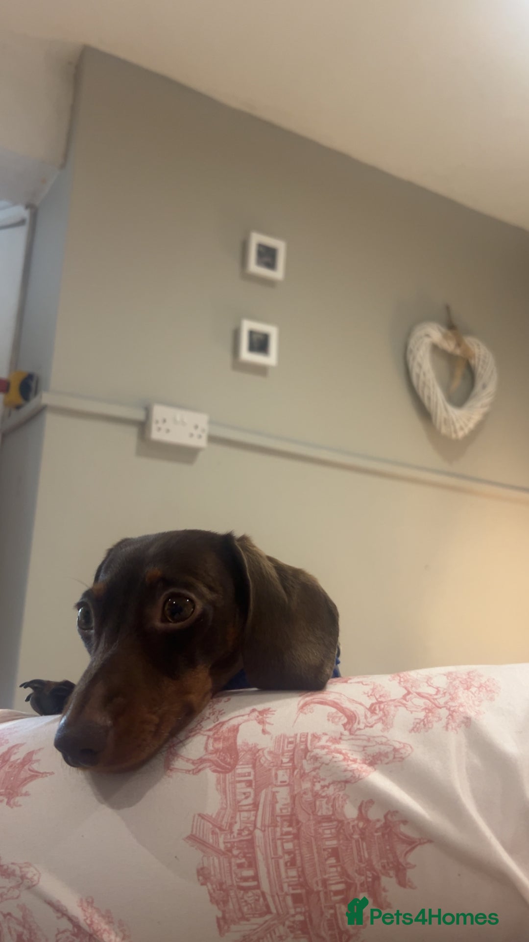 Dachshund dogs for sale: Reggie - Image 3