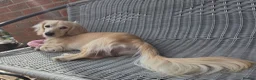Miniature Dachshund dogs for stud: Cream stud long hair  - Advert 8