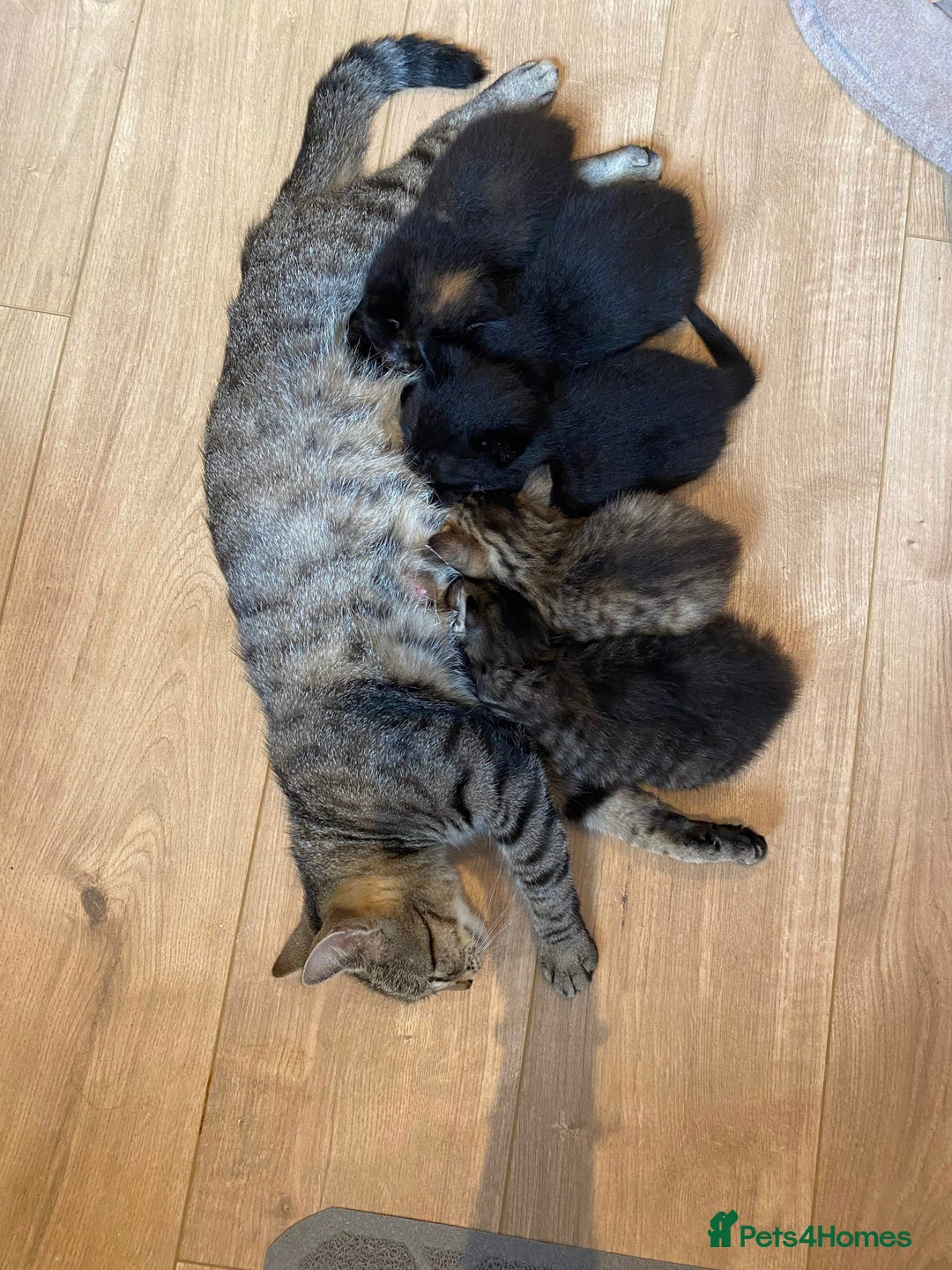 Domestic Shorthair cats for sale: 3 gorgeous kittens ready for their new home - Image 5
