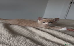 Mixed Breed cats for sale: 9 Week Old Kitten - Image 8