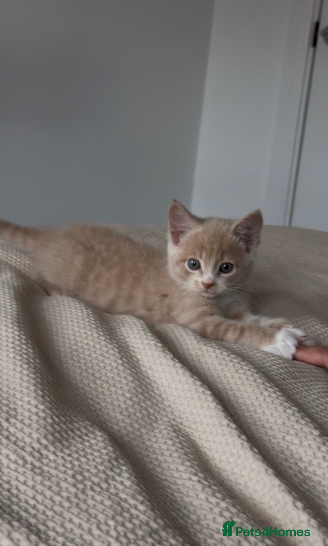 Mixed Breed cats for sale: 9 Week Old Kitten - Image 8